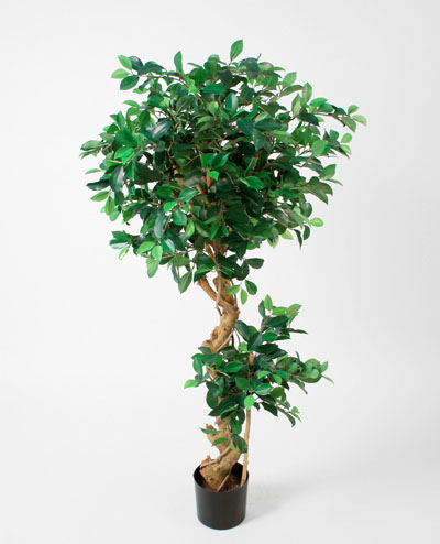 1059-140 Ficus Retusa 140cm